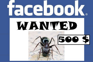 Facebook offre une rcompense de 500  par bug de scurit
